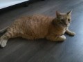 Beethoven (2)